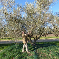 La culture et la transformation des olives dans le pays de Nîmes