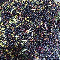La culture et la transformation des olives dans le pays de Nîmes