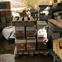L’apiculture de zone humide en Basse-Loire