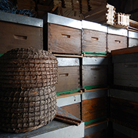 L’apiculture de zone humide en Basse-Loire