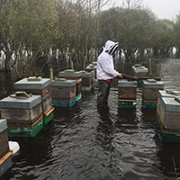 L’apiculture de zone humide en Basse-Loire