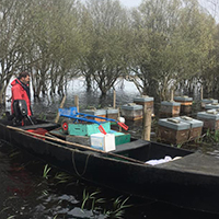 L’apiculture de zone humide en Basse-Loire