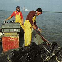 Les pêches traditionnelles en Basse-Loire aval