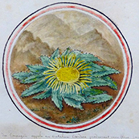 « Las bonas èrbas » (les bonnes herbes) : usage de la flore et médecine populaire dans les Pyrénées