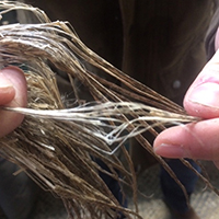 Les savoir-faire du lin textile