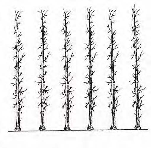 Cordon vertical (vers 1840)