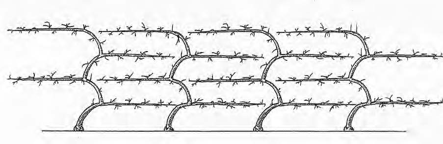 Arcure Lepage 1 (vers 1938)