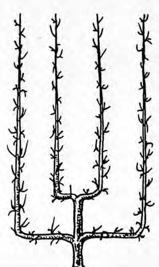 Palmette Verrier (vers 1850)