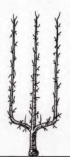 Trident (19e siècle)