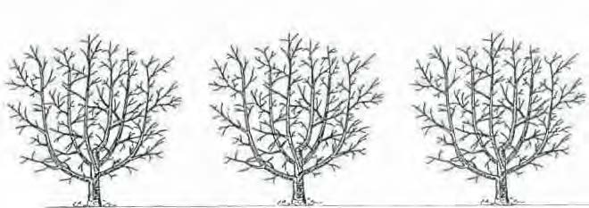 Boule (ou buisson) 17e siècle