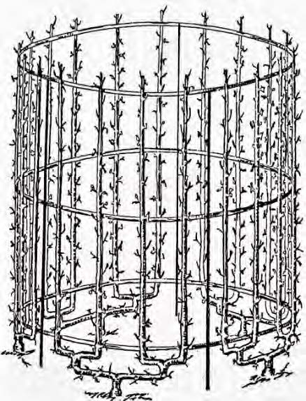 Vase à 20 branches (fin 19e siècle)