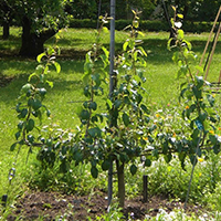 L'art de l'espalier : tailles de formation et de fructification
