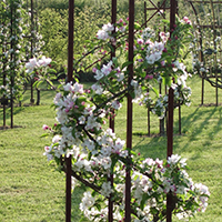 L'art de l'espalier : tailles de formation et de fructification