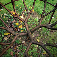 L'art de l'espalier : tailles de formation et de fructification