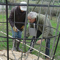 L'art de l'espalier : tailles de formation et de fructification