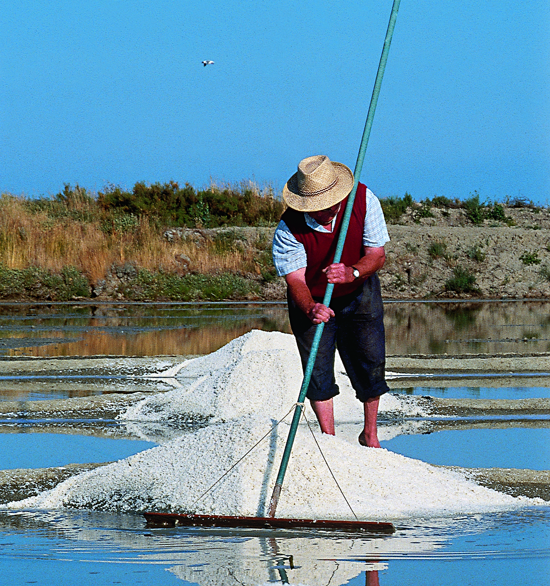 Prise de gros sel © G. Buron.