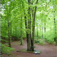 Forêt de Brotonne