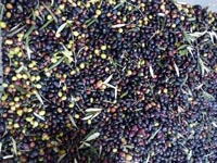 La culture et la transformation des olives dans le pays de Nîmes