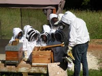 Les savoirs de l’apiculture dans le massif des Bauges